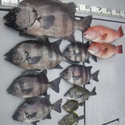 磯部釣船 直栄丸 釣果