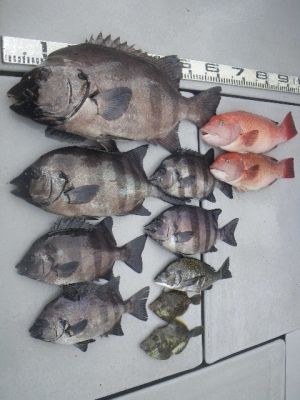 磯部釣船 直栄丸 釣果