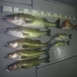 磯部釣船 直栄丸 釣果