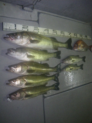 磯部釣船 直栄丸 釣果