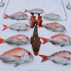 フィシングボートAir(エアー) 釣果