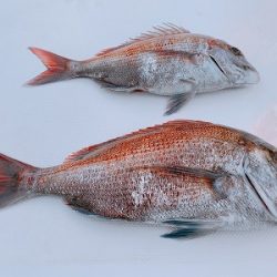 フィシングボートAir(エアー) 釣果