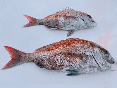 フィシングボートAir(エアー) 釣果