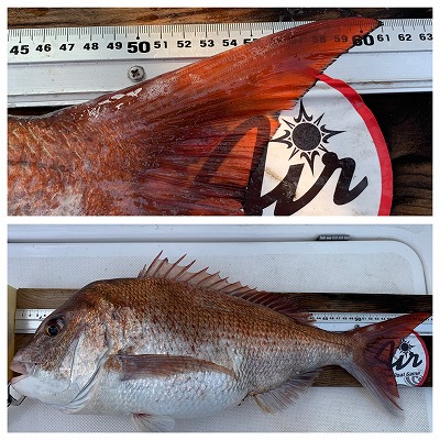 フィシングボートAir(エアー) 釣果