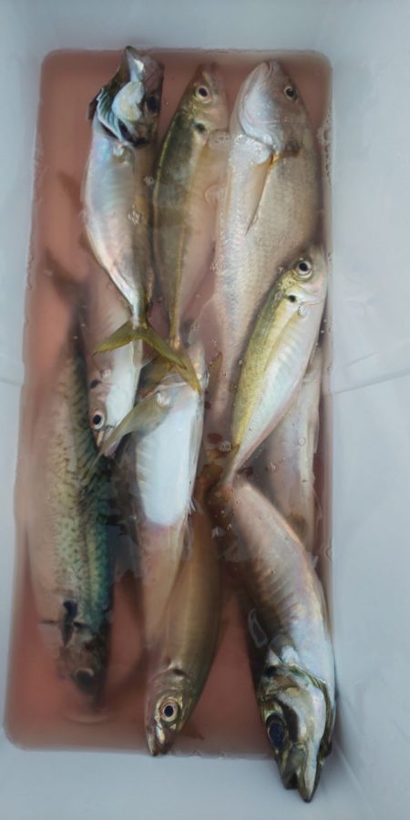金剛丸 釣果