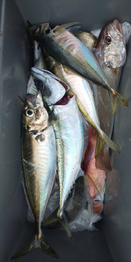 金剛丸 釣果