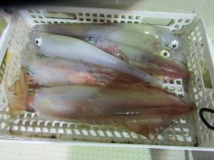 兼六丸 釣果