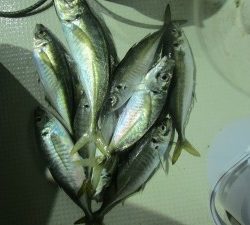 兼六丸 釣果