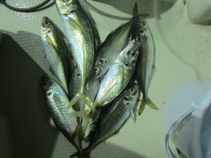 兼六丸 釣果