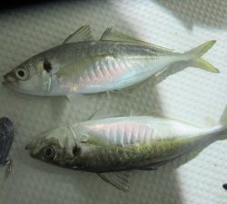 兼六丸 釣果