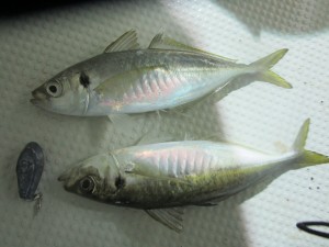 兼六丸 釣果