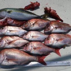はらまる 釣果