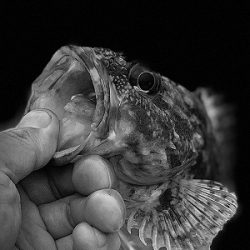 フィシングボートAir(エアー) 釣果