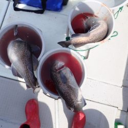 Aquanaut(アクアノート) 釣果