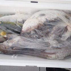 Aquanaut(アクアノート) 釣果