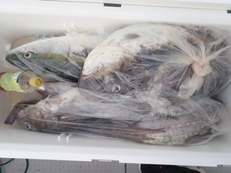 Aquanaut(アクアノート) 釣果