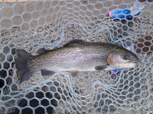 朝霞ガーデン 釣果