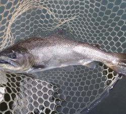 朝霞ガーデン 釣果