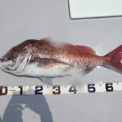 Aquanaut（アクアノート） 釣果