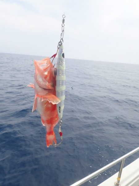 Aquanaut（アクアノート） 釣果