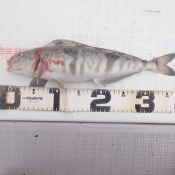 Aquanaut（アクアノート） 釣果