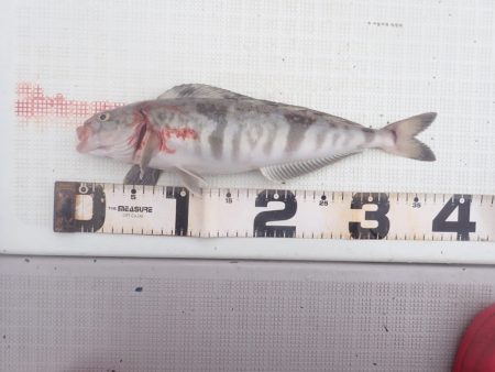 Aquanaut（アクアノート） 釣果