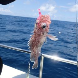 Aquanaut(アクアノート) 釣果