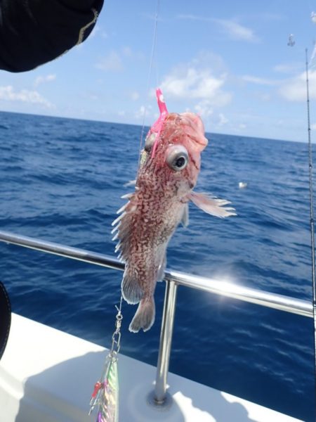 Aquanaut(アクアノート) 釣果