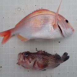 Aquanaut(アクアノート) 釣果