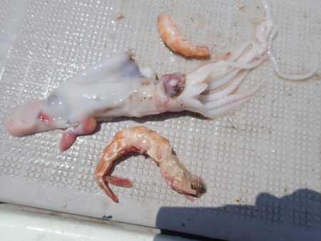 Aquanaut(アクアノート) 釣果