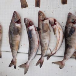 Aquanaut(アクアノート) 釣果