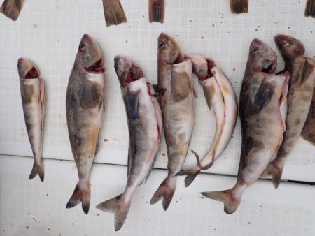 Aquanaut(アクアノート) 釣果