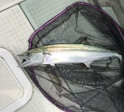 さぶろう丸 釣果