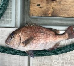 さぶろう丸 釣果