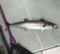 さぶろう丸 釣果