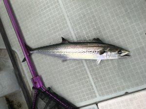 さぶろう丸 釣果