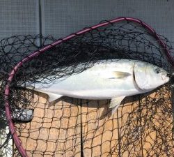 さぶろう丸 釣果