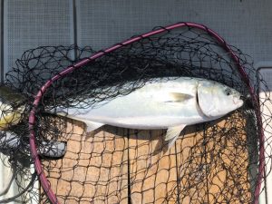 さぶろう丸 釣果