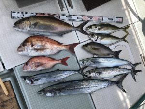 さぶろう丸 釣果