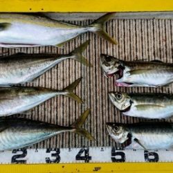 火遠理丸(ほおりまる) 釣果