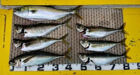 火遠理丸(ほおりまる) 釣果