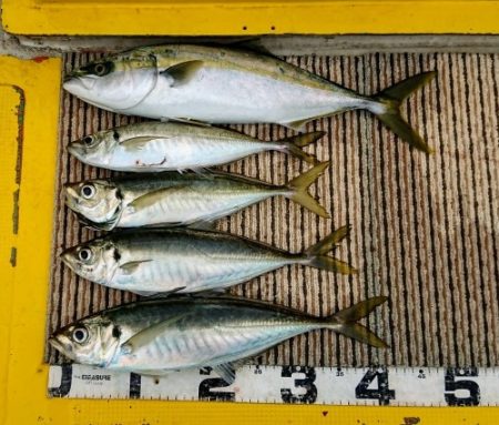 火遠理丸(ほおりまる) 釣果