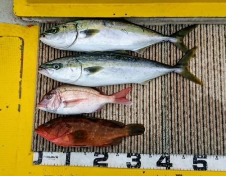 火遠理丸(ほおりまる) 釣果