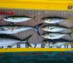 火遠理丸（ほおりまる） 釣果