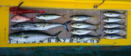 火遠理丸（ほおりまる） 釣果