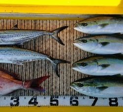 火遠理丸(ほおりまる) 釣果