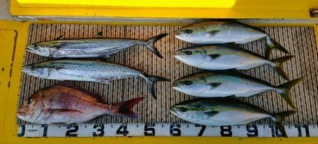 火遠理丸(ほおりまる) 釣果