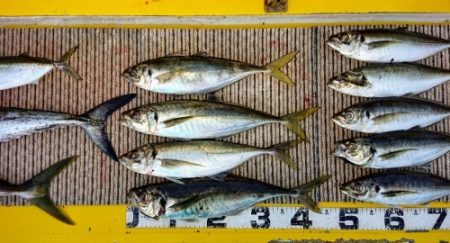 火遠理丸（ほおりまる） 釣果