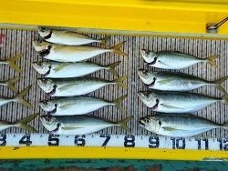 火遠理丸（ほおりまる） 釣果