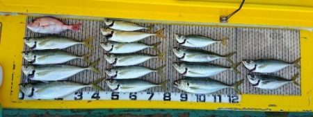 火遠理丸（ほおりまる） 釣果